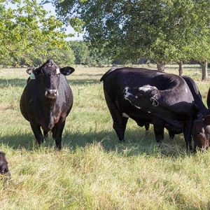 RiBear Cattle Co provides a large variety of bred cows, and runs a large breeding operation. We can also assist you in bull leasing or cow breeding education.