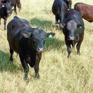 RiBear Cattle offers Bulls for sale or lease in Texas and North America. We can assist you in your breeding program, and offer education for a smooth process.