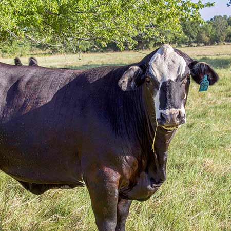 heifers for sale in texas