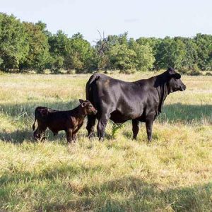 RiBear Cattle is passionate about offering quality and healthy Heifers for sale in Texas