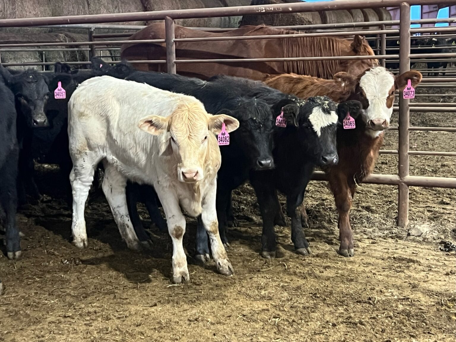 Custom Stocker Calves or Replacement Heifers - PRE ORDER - Ribear ...