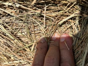 4x5 Bahia Grass Mix Hay #Hay