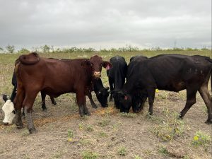 19 head of Black, Black/White face and Crossbred cows #0830