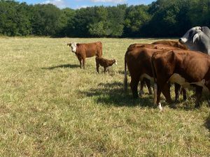 24 head of Hereford cows with two calves #0801