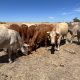41 head of Charolais, Charolais Cross, Red Angus cross and crossbred bred cows with six calves #0802