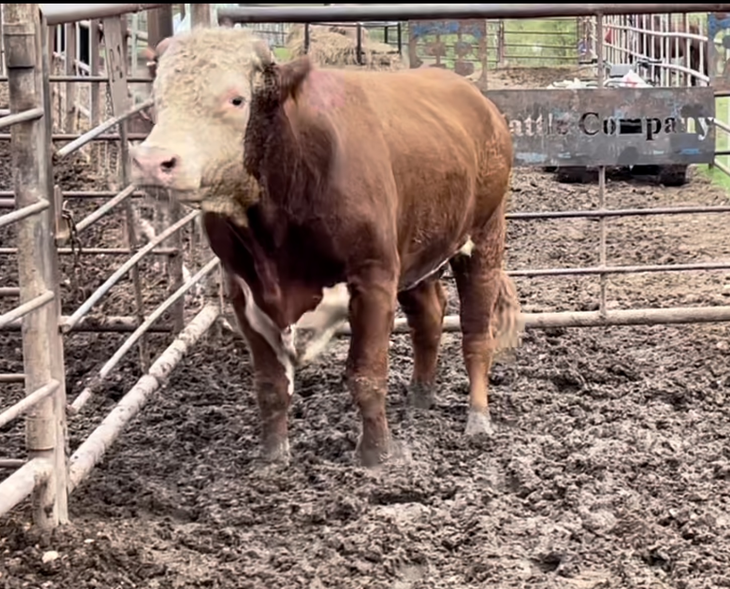 Hereford Bull #31365
