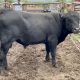 Black Angus Bull #31934