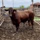 BeefMaster Bull #21511