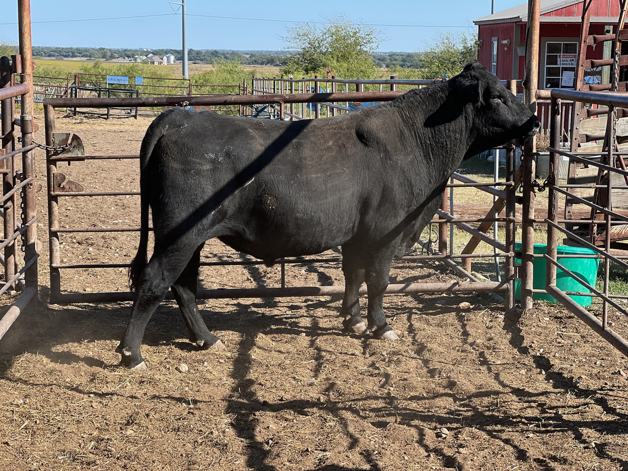 Nice 3 Year Old Black Angus bull #31000