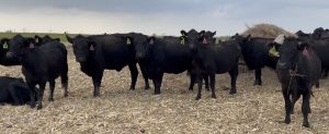 32 head of Black and Black Motley face cows #1122