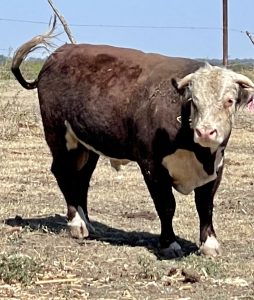 Horned Hereford Bull, #32115