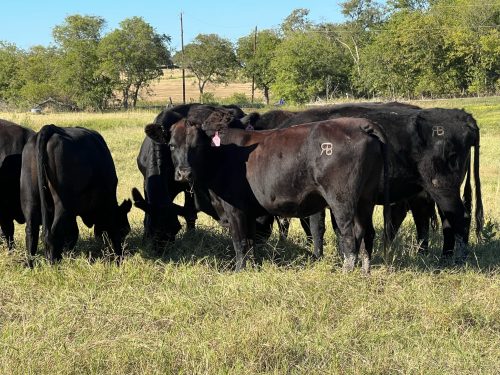 35 head Black, Black Motley face, red and Charolais crossbred cows #1020