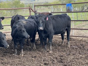 12 head of Black, Black Motley face recip cows, #11092