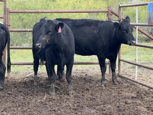 12 head of Black, Black Motley face recip cows, #11092