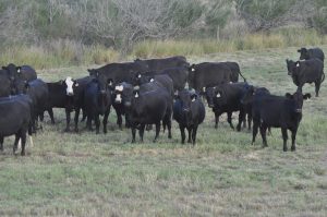 42 head of one raising really nice Angus plus bred heifers, #1111