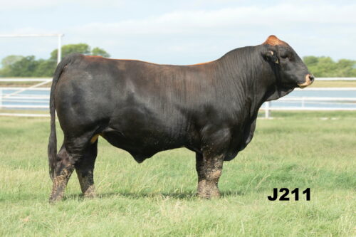 Simbrah Bull #J211