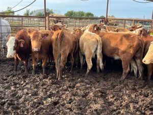 28 head head of Red Angus, Beefmaster and red crossbred cows 11162