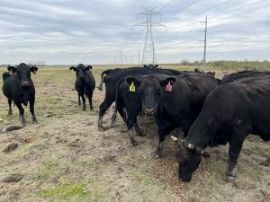 18 head of heavy bred Black and Black Motley face cows #1118