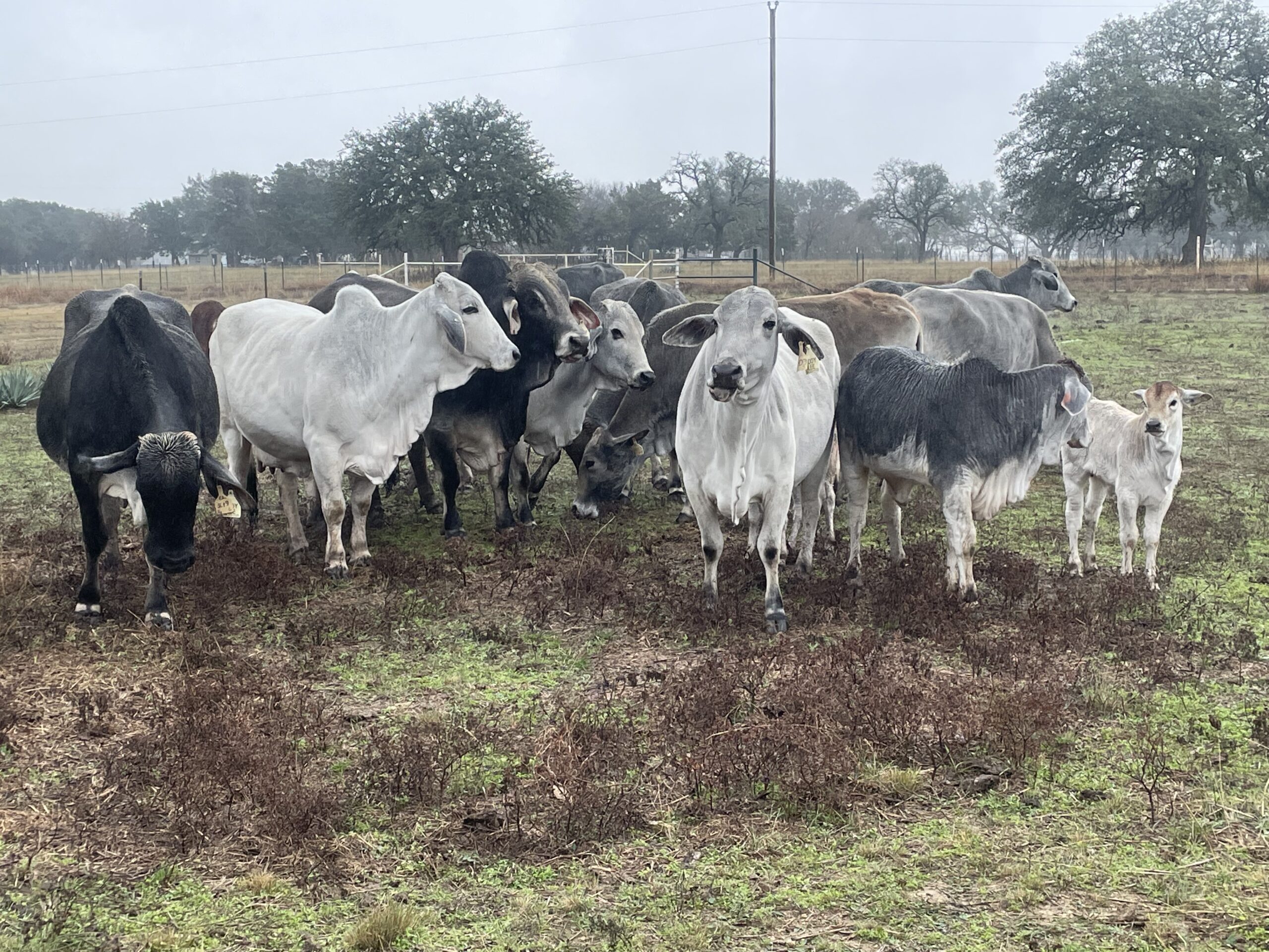 13 Brahman bred cows and pairs, #1229