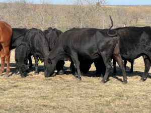 Five head of Black Angus/Angus cross cows, #1230