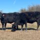 20 head of Angus and black motley face cows #01192