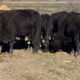 30 head of Black and Black Motley face bred cows #01182