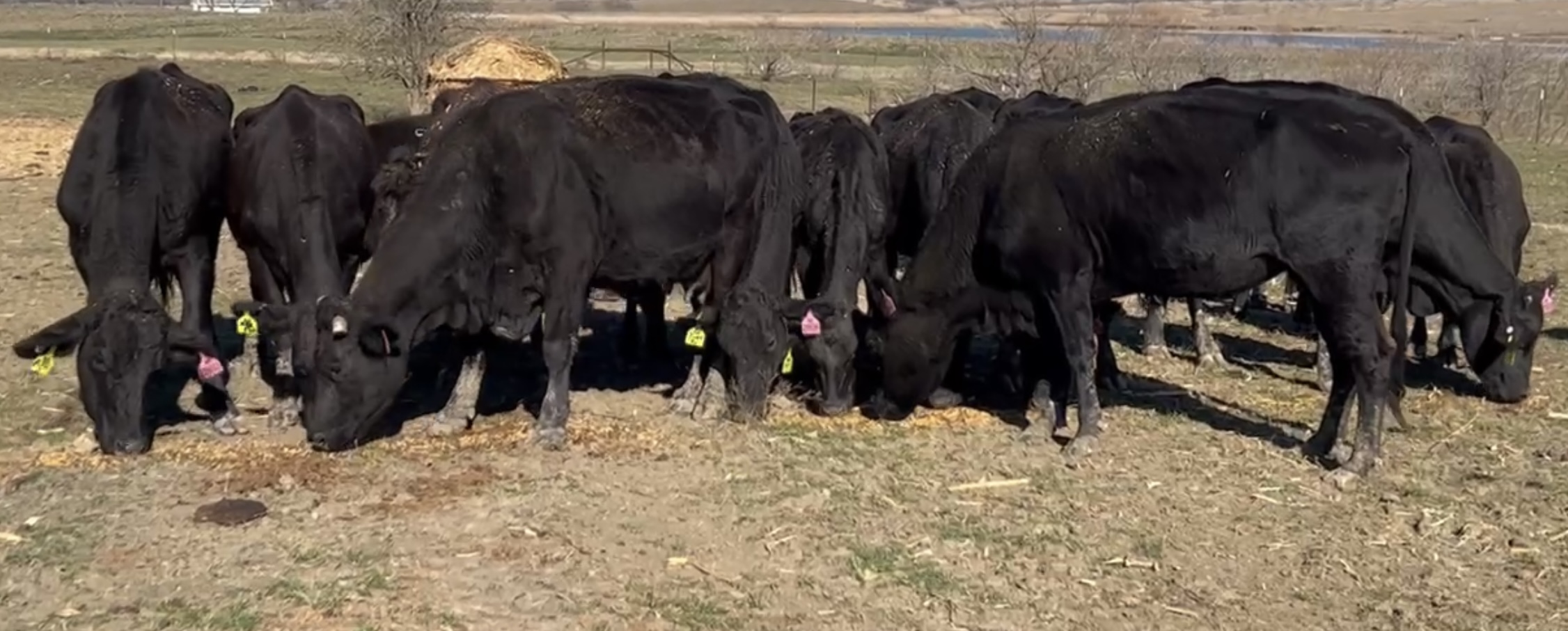 30 head of Black and Black Motley face bred cows #01182