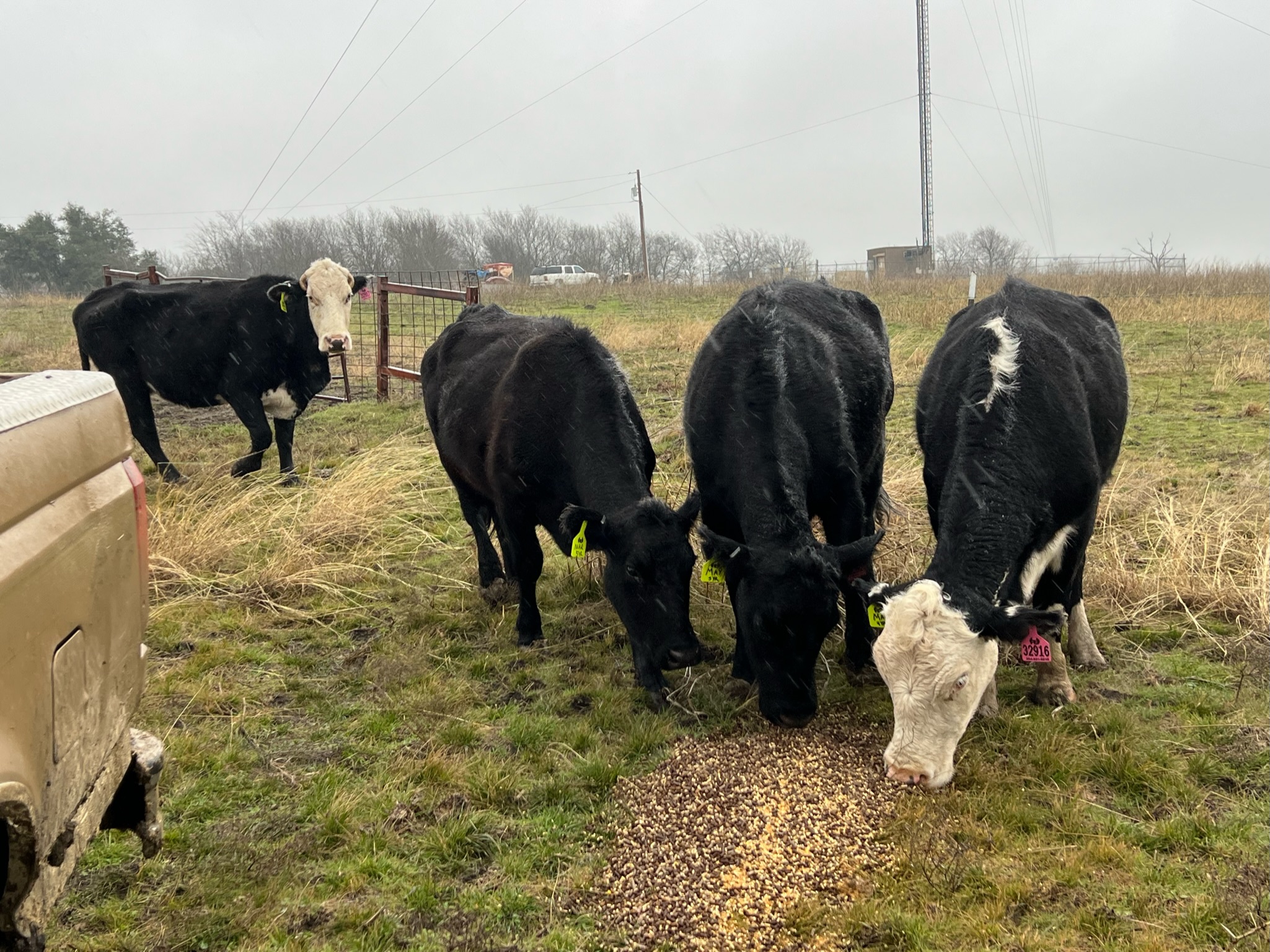 4 head of Black Angus and Black Baldy cows, #0131