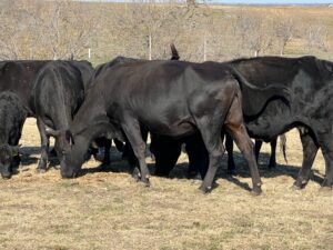 45 head of Black and Black Motley face bred cows #0116