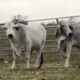 3 head of gray Brahman bred cows and one pair #0120