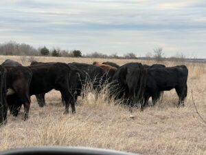 35 head of mostly Angus and black motley face cows #0111