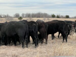 35 head of mostly Angus and black motley face cows #0111