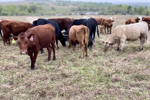 48 head of Red, Yellow and Crossbred cows, #0315