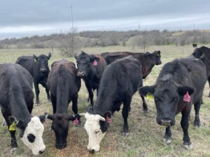 18 head of Angus and black motley face cows #0224