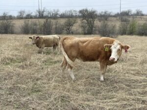 18 head of red and yellow crossbred cows, #02242