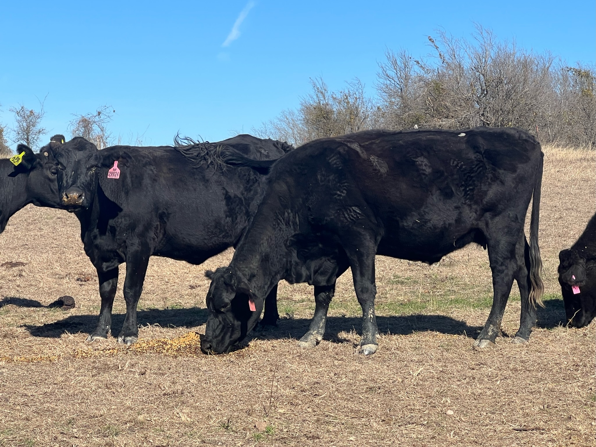 20 head of Angus and black motley face cows #0203
