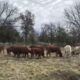 60 head of bred Beefmaster heifers and 12-14 commercial bred Brahman heifers, #0223