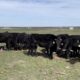 18 head of Black and Black Motley face bred cows, #0217