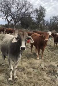 60 head of bred Beefmaster heifers and 12-14 commercial bred Brahman heifers, #0223
