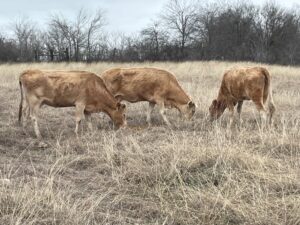 9 head of red and yellow crossbred cows #02242