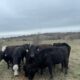 18 head of Angus and black motley face cows #0224