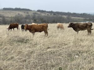 18 head of red and yellow crossbred cows, #02242