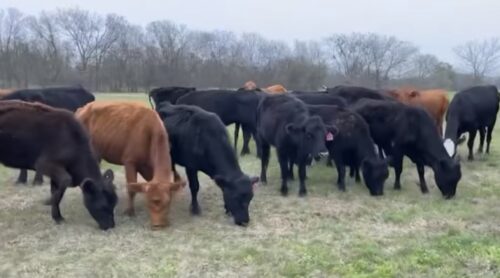 20 head of Black and Red Angus and Angus cross cows #0306