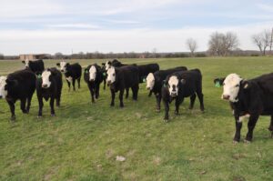 13 BWF heavy bred heifers #03022