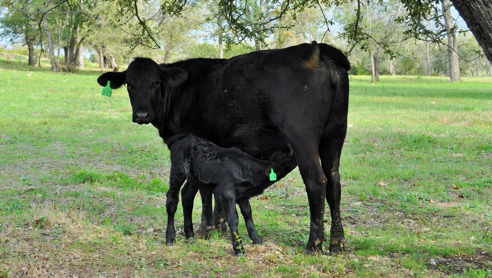 14 first calf pairs with small calves at their sides, #0322
