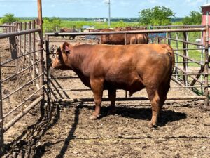 2 Year Old Red Angus Bull #32035