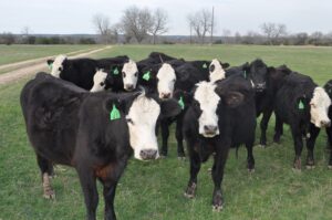 13 BWF heavy bred heifers #03022