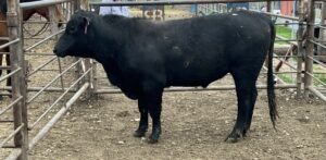 Black Angus Bull #32818