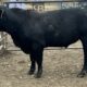 Black Angus Bull #32818