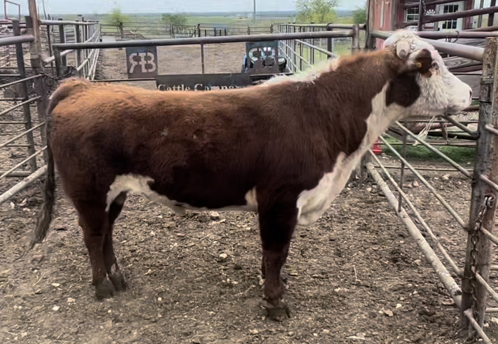 2 Year Old Hereford Bull #32051